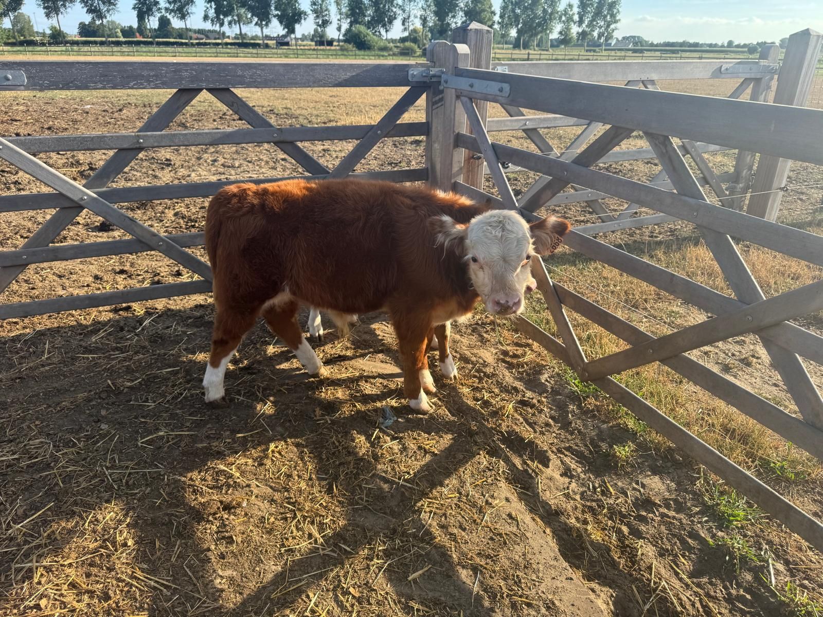 Koe stier