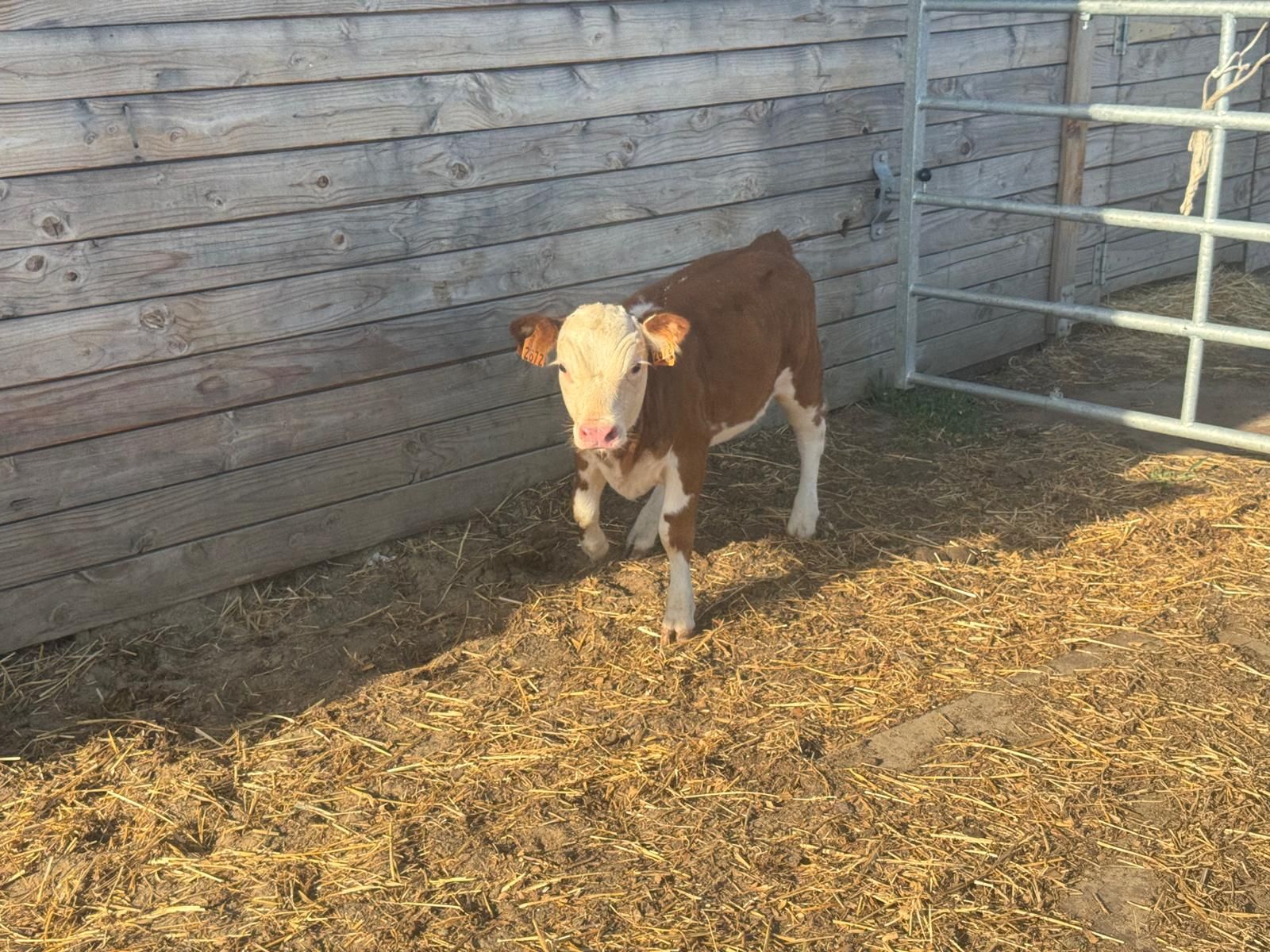 Koe stier