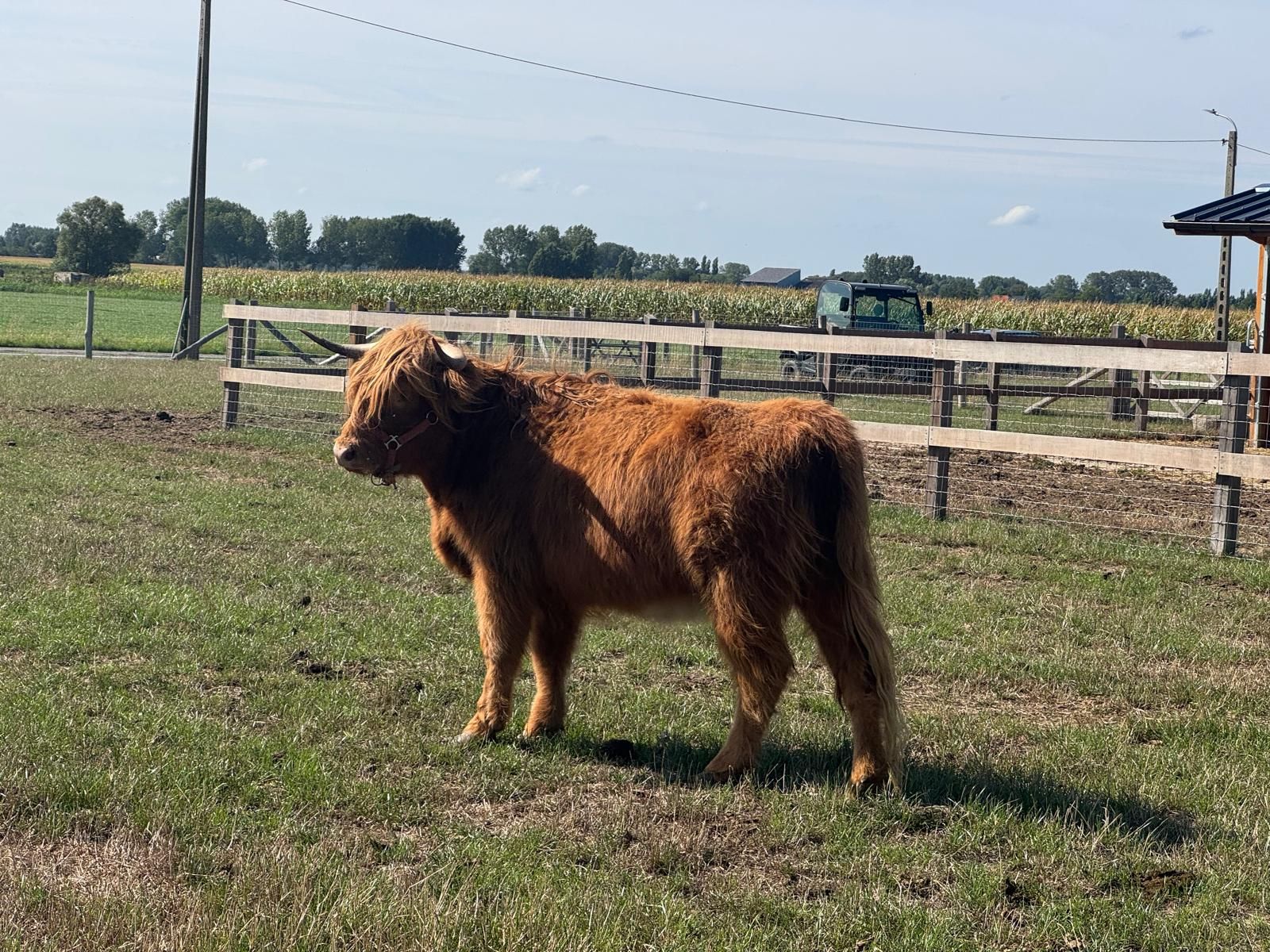 Koe stier