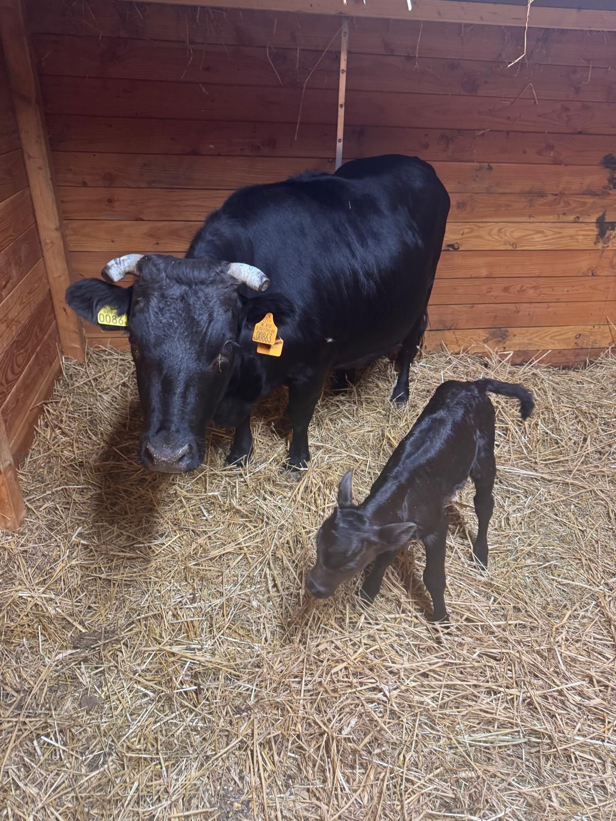 Koe stier